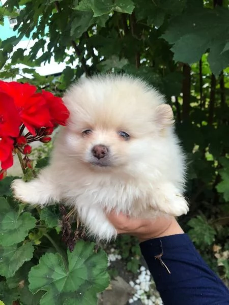 Regalo Cucciolo Volpino Pomerania Da Privato A Napoli Adorabili Cuccioli Di Pomerania Da Adottare