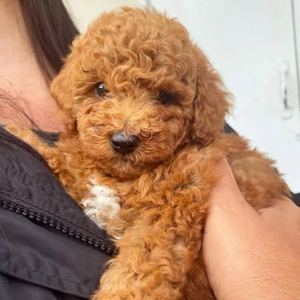 adorabili cuccioli di barboncino