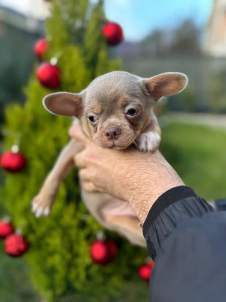 Chihuahua 