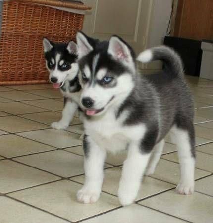 cuccioli di husky siberiano grigi