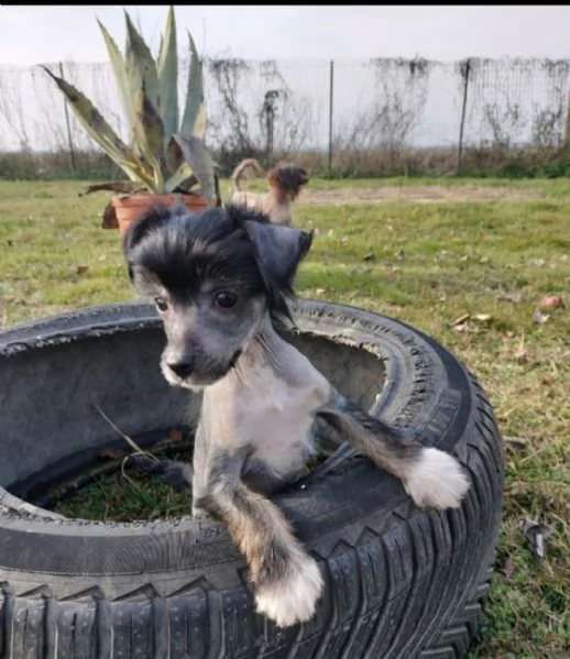 Chinese crested dog  | Foto 2