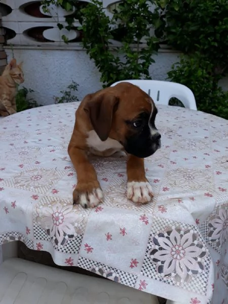 allevamento cuccioli boxer puglia bari lecce taranto foggia brindisi | Foto 1