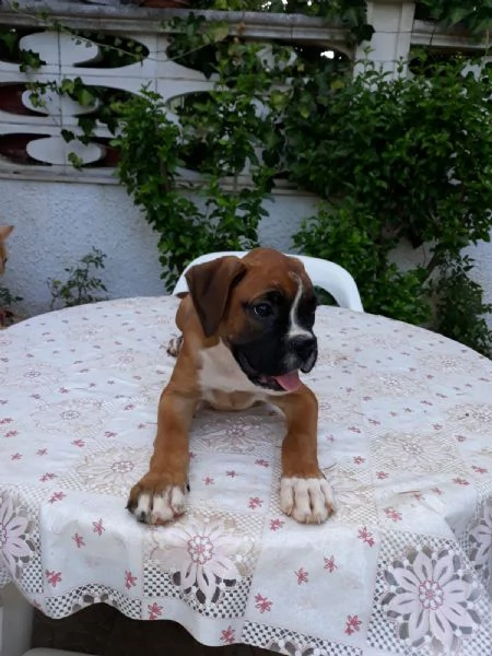 allevamento cuccioli boxer puglia bari lecce taranto foggia brindisi