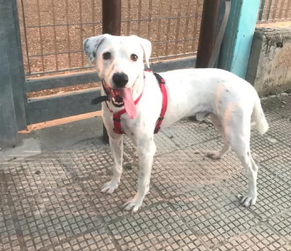 tobia giovane meticcio bianco vittima di maltrattamenti  | Foto 4