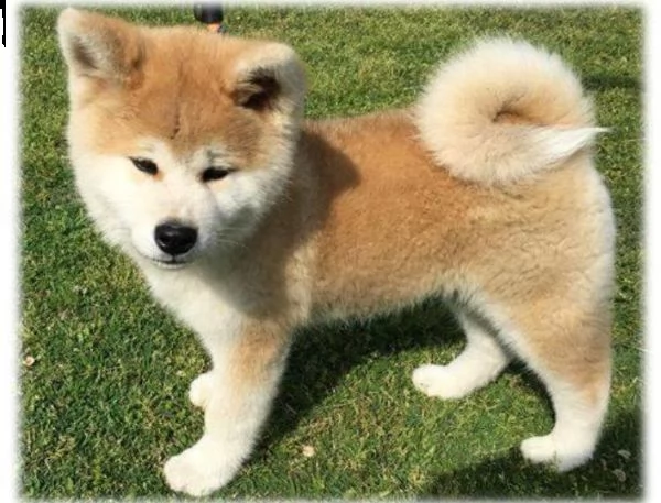    regalo akita inu cuccioli maschio e femmina