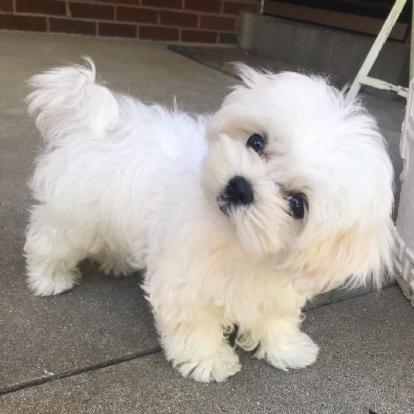 Regalo cucciolo Maltese da Privato a Pesaro e Urbino cuccioli di