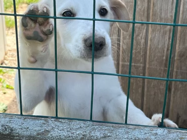 Cuccioli 2 mesi mix  Labrador  | Foto 2