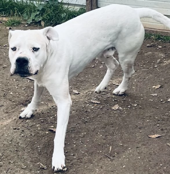 Dogo Argentino 6 anni buonissimo 