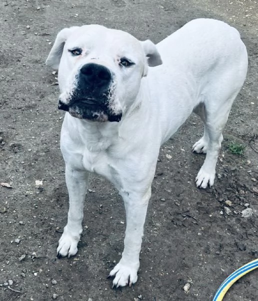 Dogo Argentino 6 anni buonissimo  | Foto 0