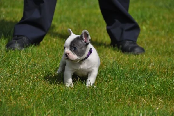 bouledogue nano  bulldog francese