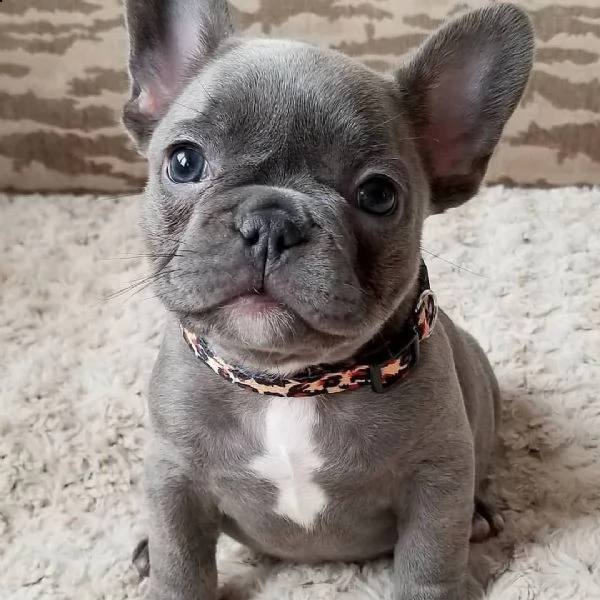 vendita cuccioli di bouledogue francese con pedigree