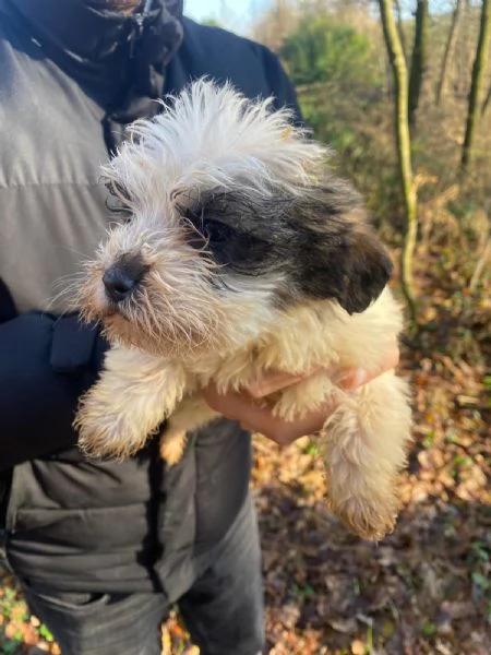 Cuccioli lagotto | Foto 3