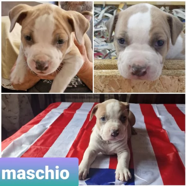 Cuccioli di Amstaff