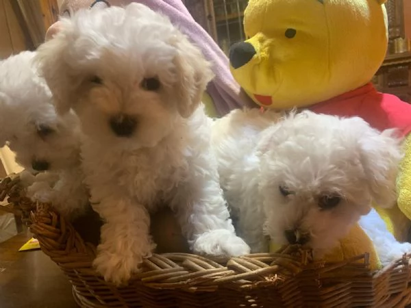 Bichon fris | Foto 1