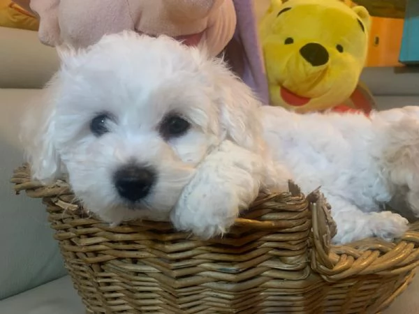 Bichon fris | Foto 0