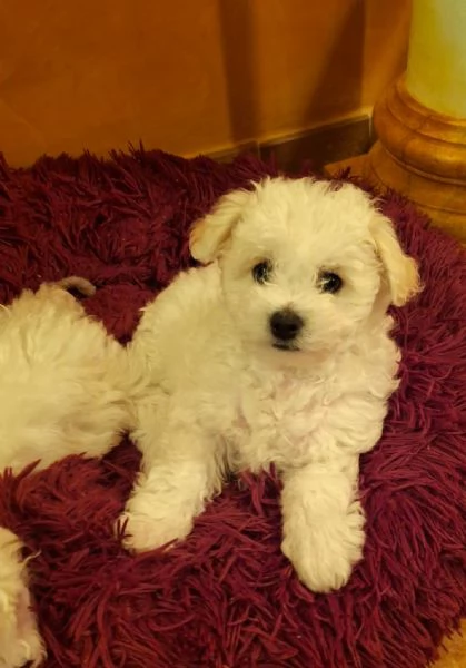 Bichon Fris | Foto 0