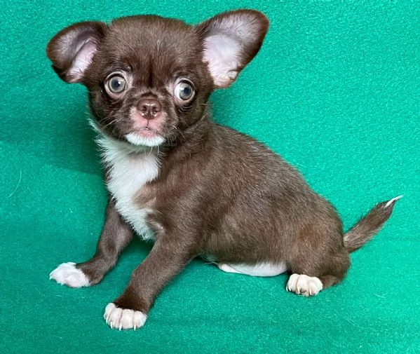 Chihuahua con pedigree