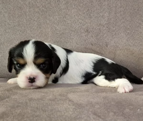 Cavalier king pedigree enci