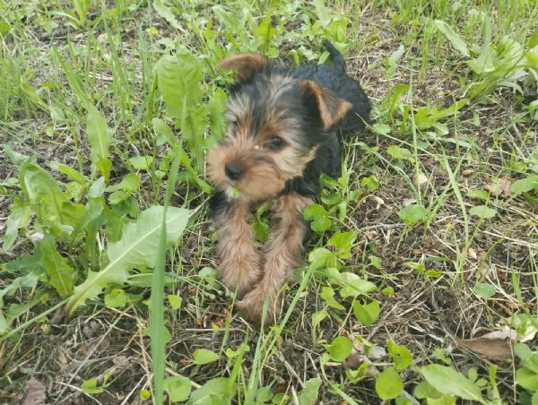 Cuccioli di yorkshire terrier