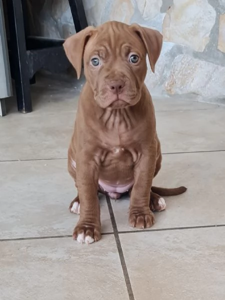 Cuccioli  Pitbull  cioccolato  | Foto 4