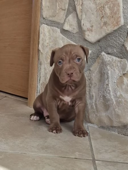 Cuccioli  Pitbull  cioccolato  | Foto 3