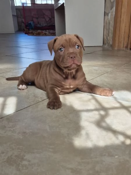 Cuccioli  Pitbull  cioccolato 