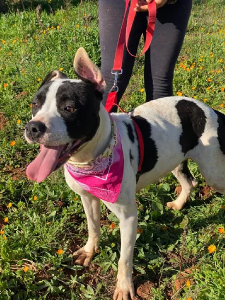 Keisy la splendida cagnolina che aspetta una famiglia 