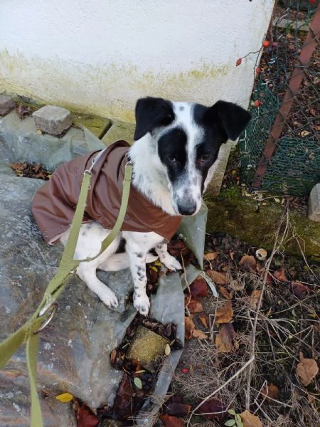 Cucciola simil SetterBorder Collie di 10 mesi cerca casa | Foto 6