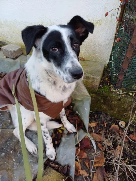 Cucciola simil SetterBorder Collie di 10 mesi cerca casa