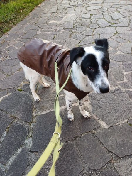 Cucciola simil SetterBorder Collie di 10 mesi cerca casa | Foto 5