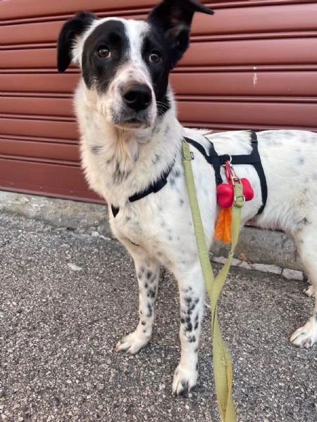 Cucciola simil SetterBorder Collie di 10 mesi cerca casa | Foto 4