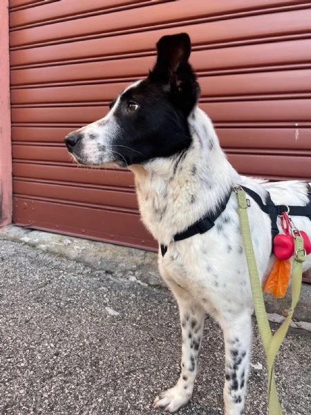 Cucciola simil SetterBorder Collie di 10 mesi cerca casa | Foto 2