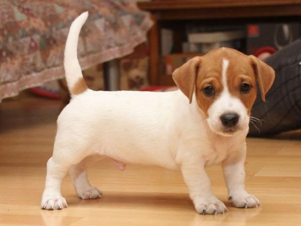 Regalo Jack Russel da Privato a Crotone cuccioli di jack russell