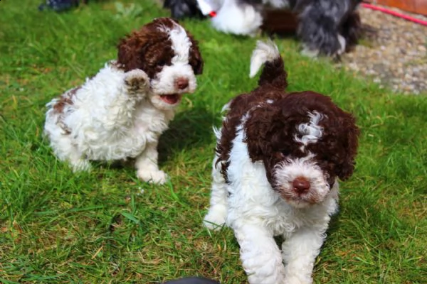  regalo lagotto romagnolo cuccioli meravigliosi  