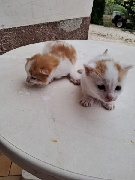 regalo gattini nati il 25 agosto a Macerata | Foto 6