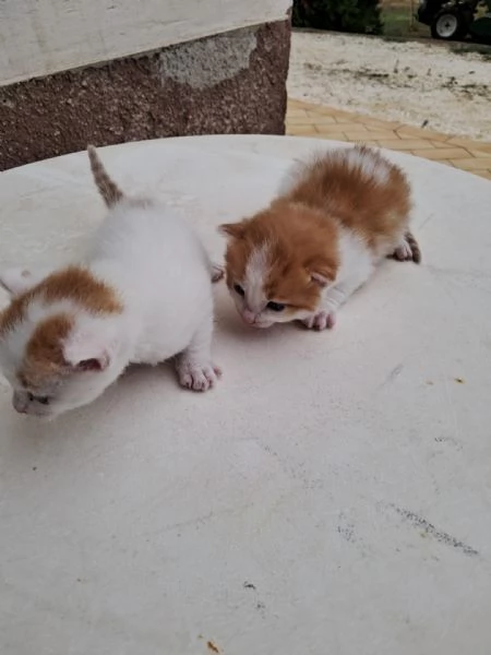 regalo gattini nati il 25 agosto a Macerata | Foto 5