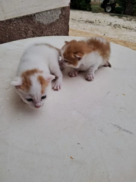 regalo gattini nati il 25 agosto a Macerata | Foto 3