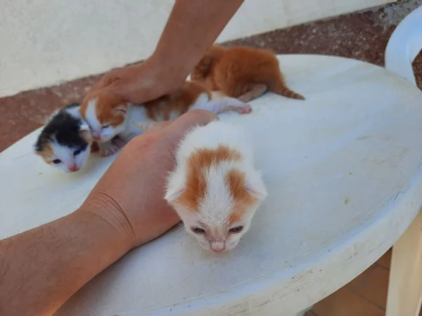 regalo gattini nati il 25 agosto a Macerata | Foto 1