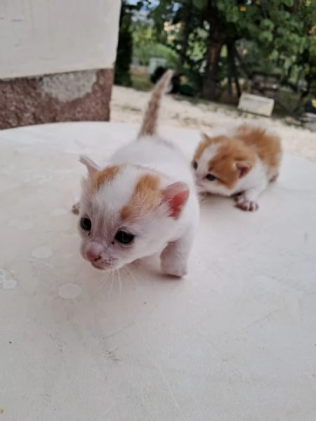 regalo gattini nati il 25 agosto a Macerata | Foto 0