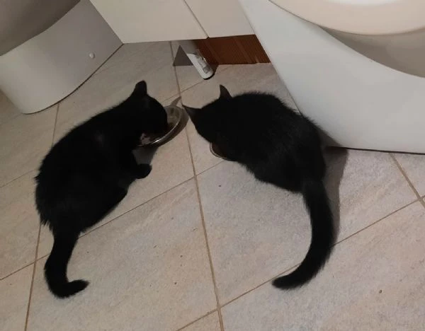 Buio e Bianca cuccioli di tre mesi