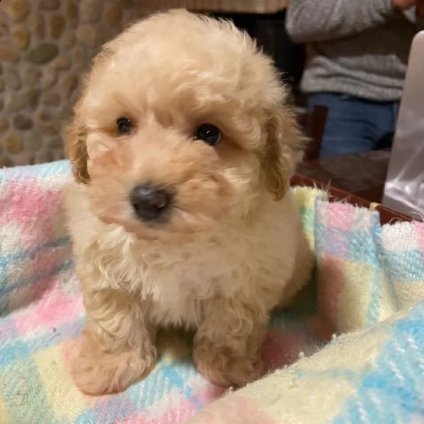 cucciolo di barboncino 