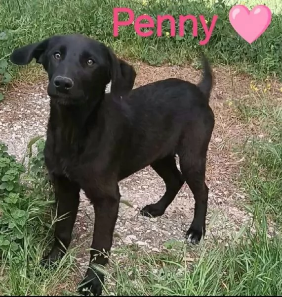 Penny 3 mesi taglia media | Foto 0