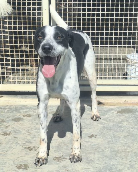 Frida 2 anni pointer  | Foto 5