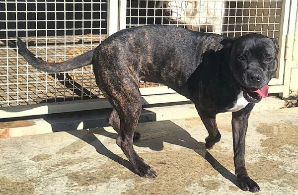 Klelia 3 anni cane corso | Foto 2