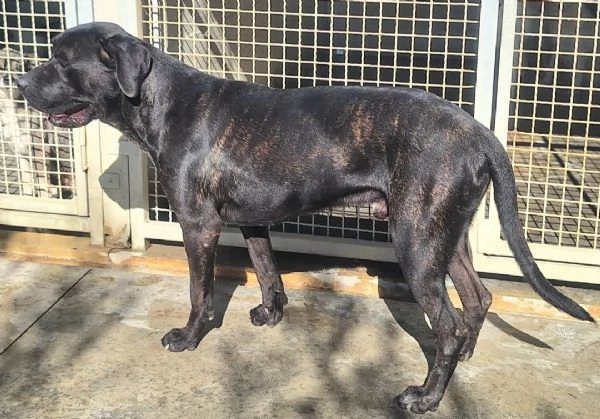 Klaus 2 anni cane corso | Foto 1