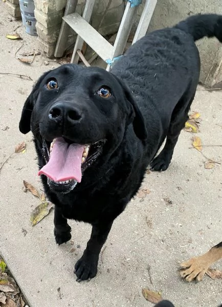 Nina 2 anni labrador retriever