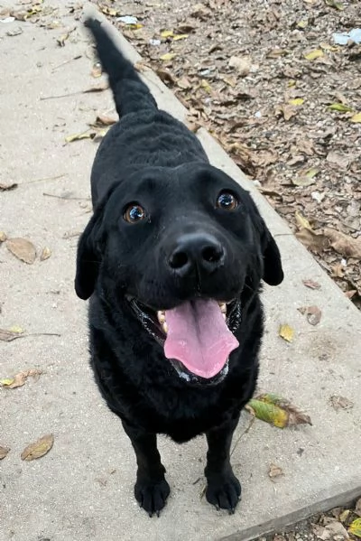 Nina 2 anni labrador retriever | Foto 3