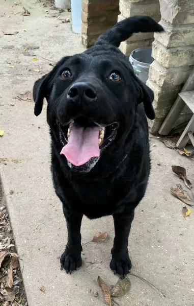 Nina 2 anni labrador retriever | Foto 2