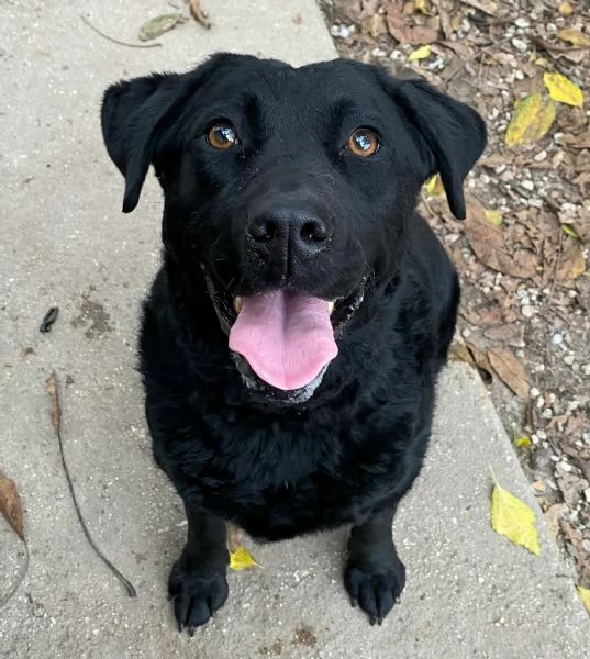 Nina 2 anni labrador retriever | Foto 1