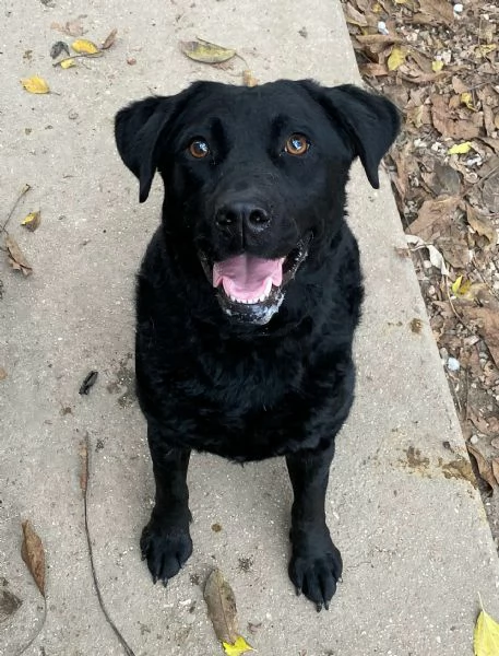 Nina 2 anni labrador retriever | Foto 0